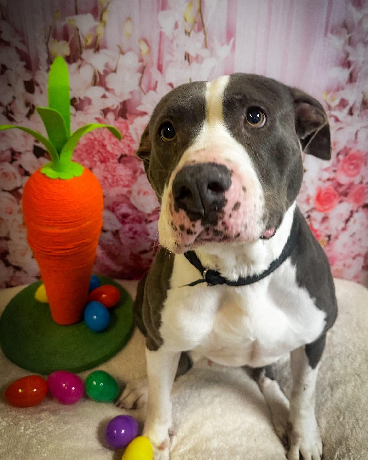 Enlarge Cali, a Adoptable Pit Bull Terrier in North Myrtle Beach, SC image 3/6