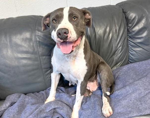 Cali, Adoptable, Adult Female Pit Bull Terrier.