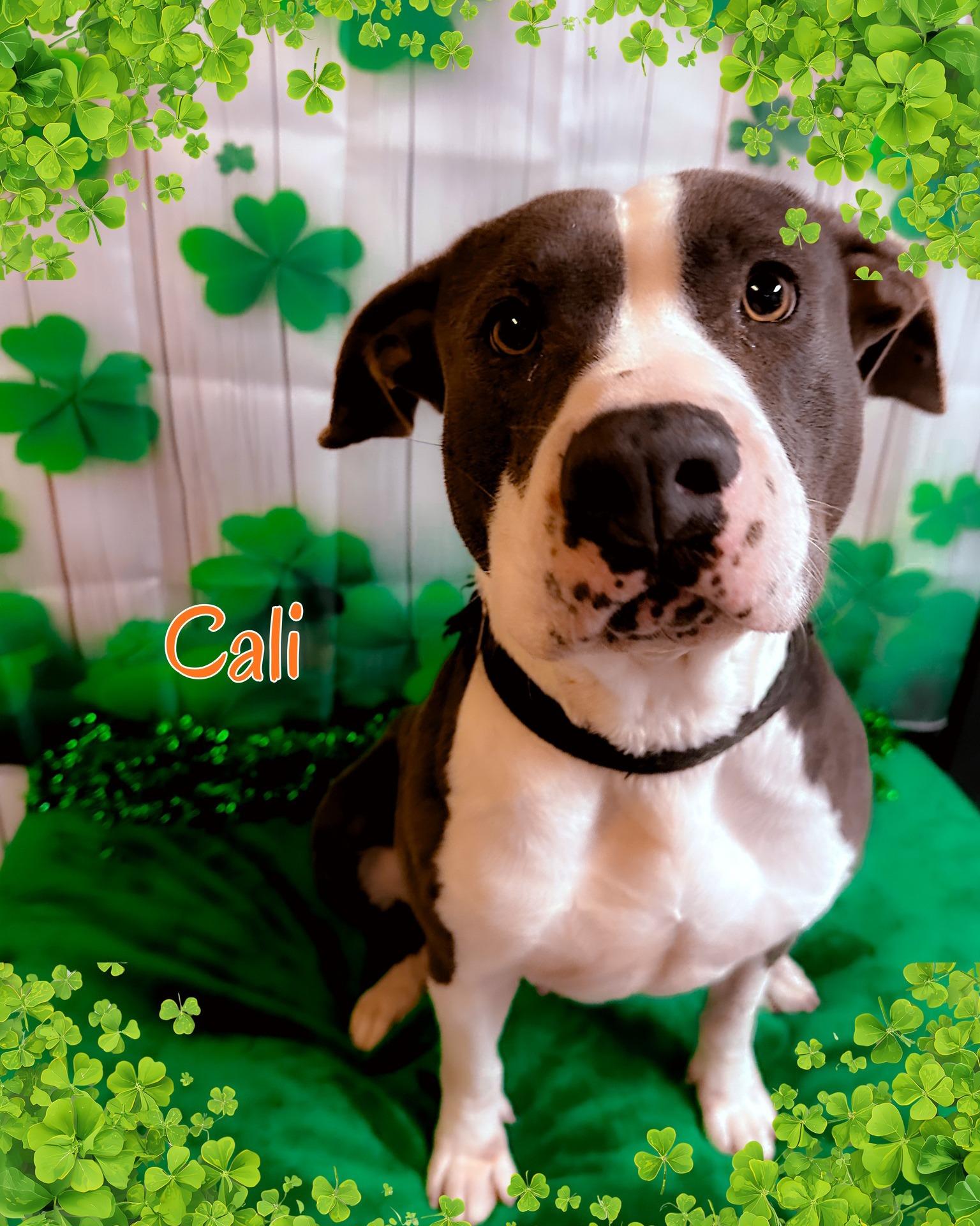 Enlarge Cali, a Adoptable Pit Bull Terrier in North Myrtle Beach, SC image 2/6