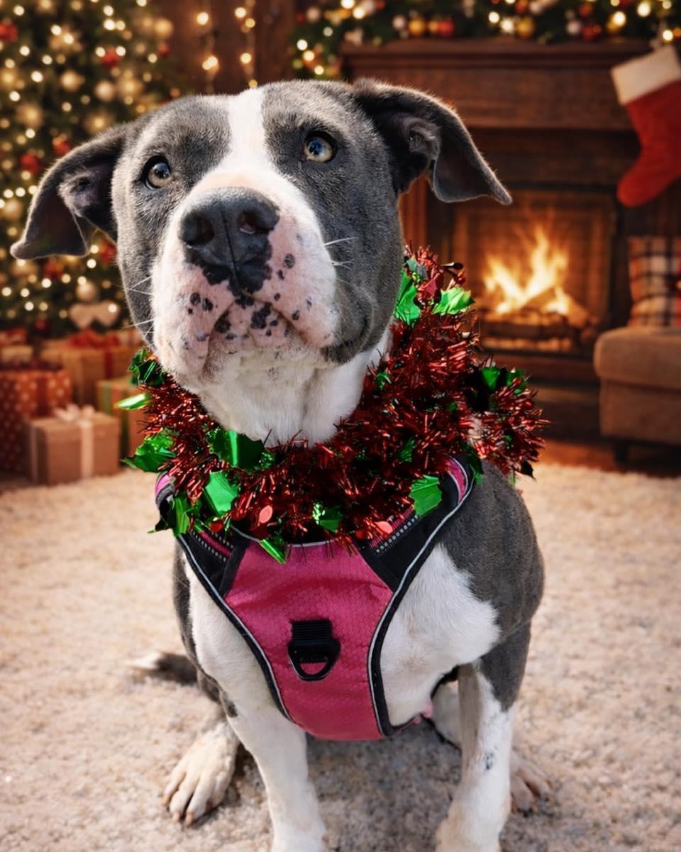 Enlarge Cali, a Adoptable Pit Bull Terrier in North Myrtle Beach, SC image 2/6