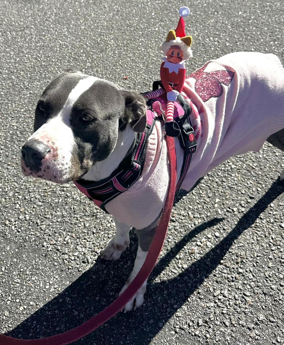 Enlarge Cali, a Adoptable Pit Bull Terrier in North Myrtle Beach, SC image 2/6