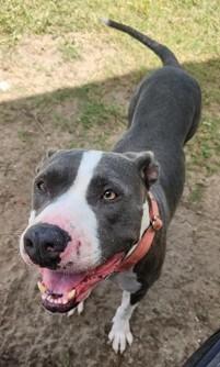 Enlarge Cali, a Adoptable Pit Bull Terrier in North Myrtle Beach, SC image 5/6