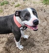 Enlarge Cali, a Adoptable Pit Bull Terrier in North Myrtle Beach, SC image 6/6