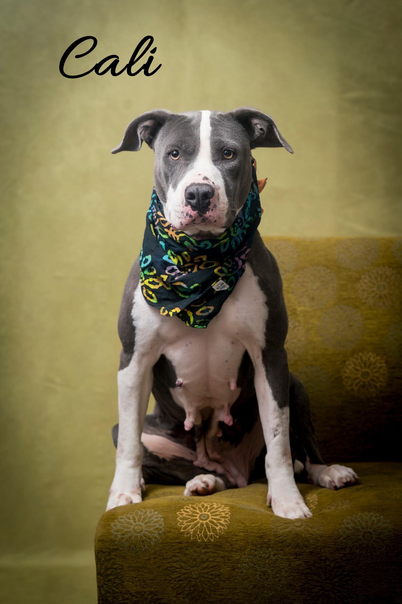 Enlarge Cali, a Adoptable Pit Bull Terrier in North Myrtle Beach, SC image 3/6