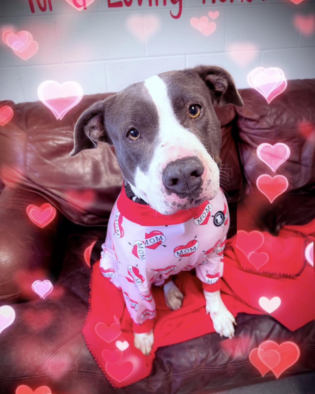 Enlarge Cali, a Adoptable Pit Bull Terrier in North Myrtle Beach, SC image 2/6