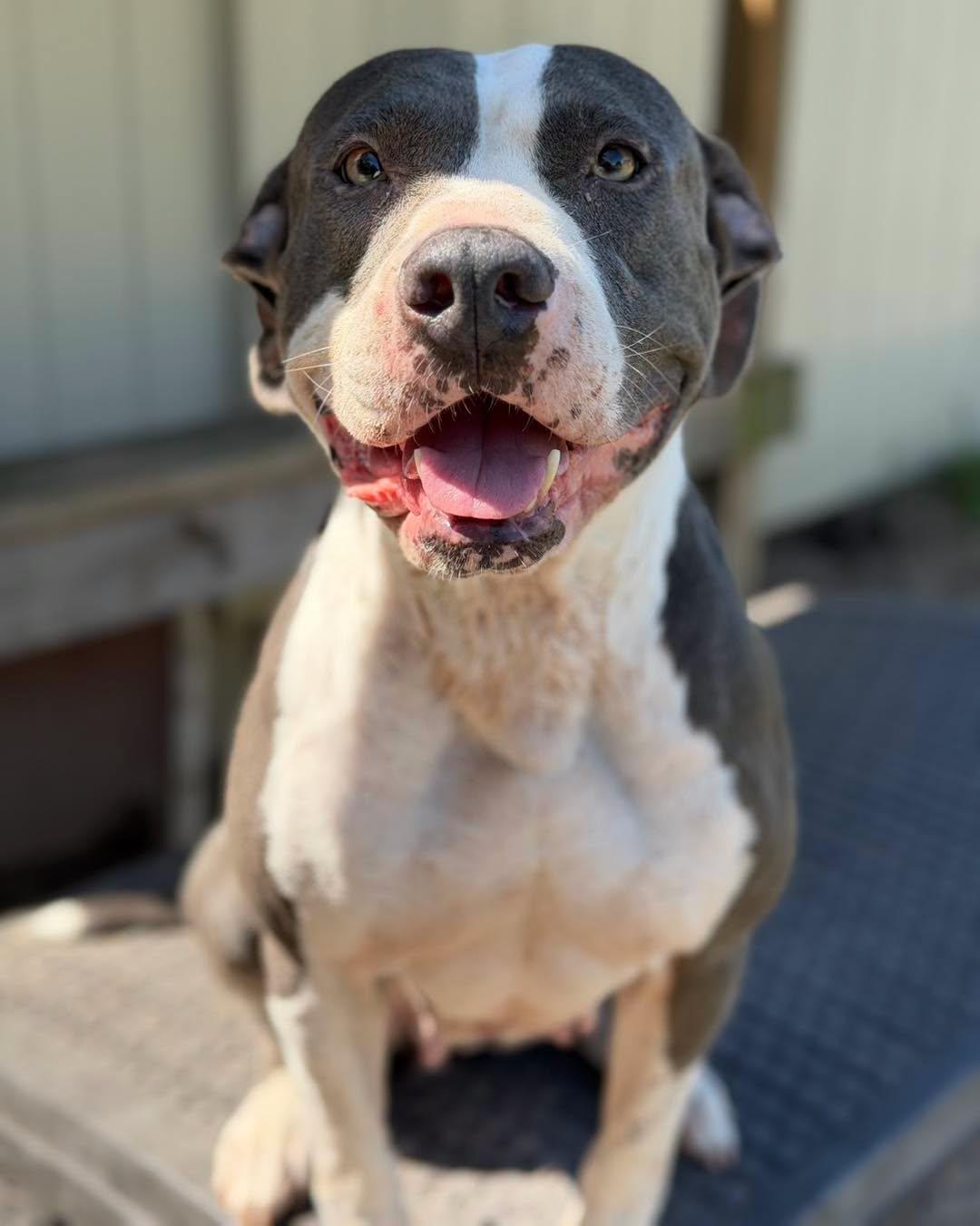 Enlarge Cali, a Adopted Pit Bull Terrier in North Myrtle Beach, SC image 2/6