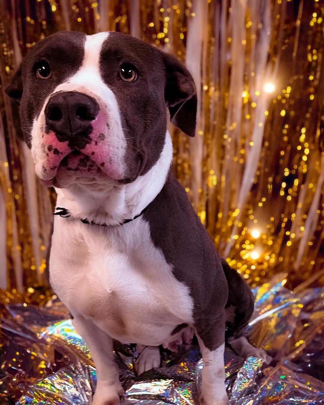 Enlarge Cali, a Adoptable Pit Bull Terrier in North Myrtle Beach, SC image 3/6