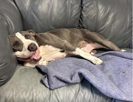 Enlarge Cali, a Adoptable Pit Bull Terrier in North Myrtle Beach, SC image 4/6