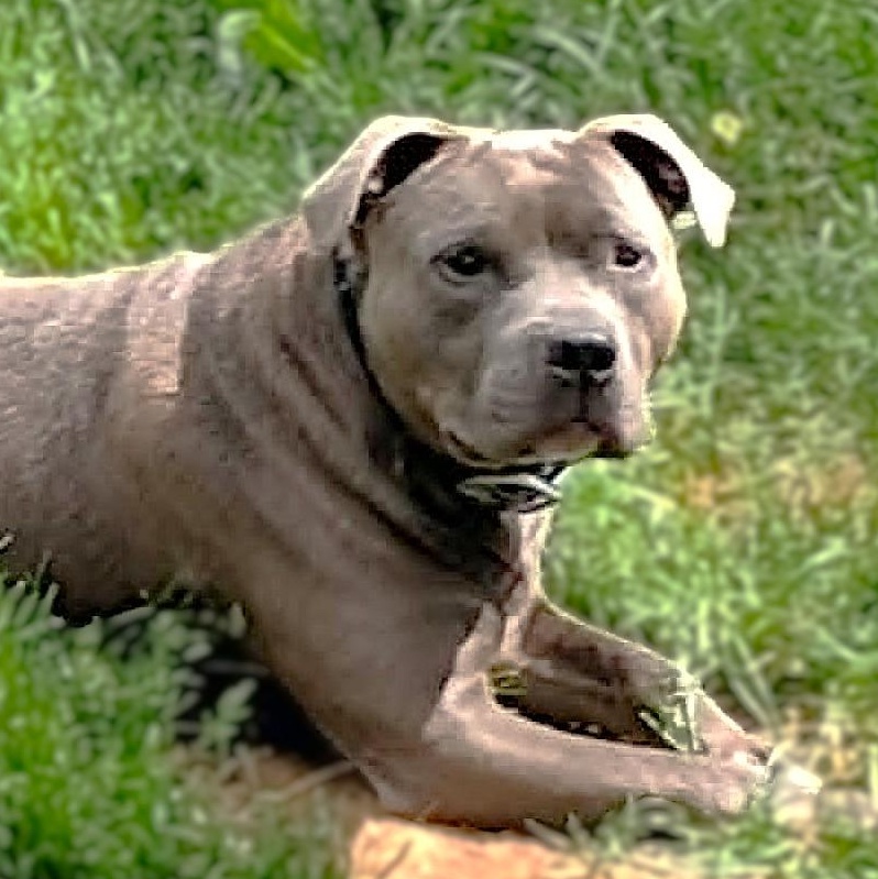 Enlarge CODA, a Adoptable mixed breed in Burton, MI image 6/6