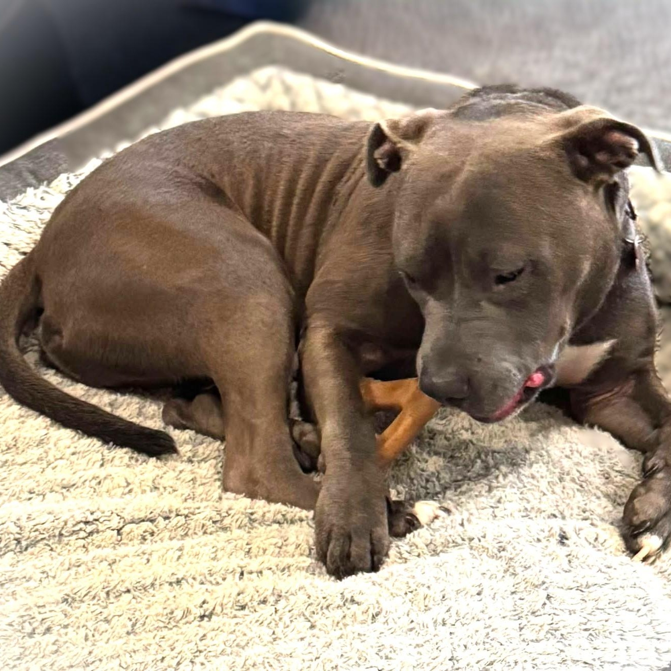 Enlarge CODA, a Adoptable mixed breed in Burton, MI image 6/6