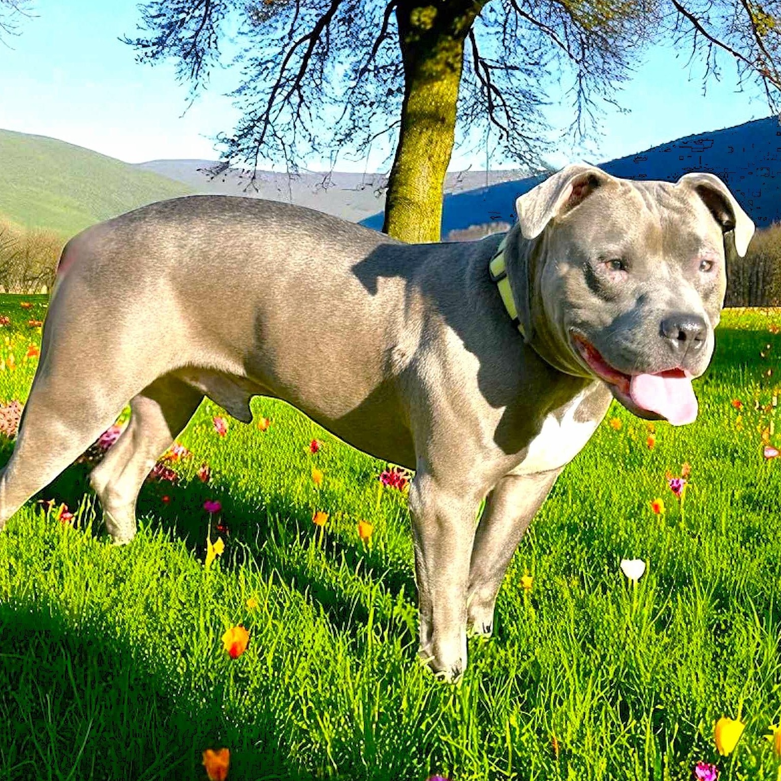 Enlarge CODA, a Adoptable mixed breed in Burton, MI image 2/6