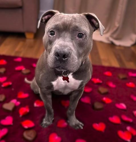 Enlarge CODA, a Adoptable mixed breed in Burton, MI image 3/6