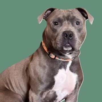 Enlarge CODA, a Adoptable mixed breed in Burton, MI image 1/6