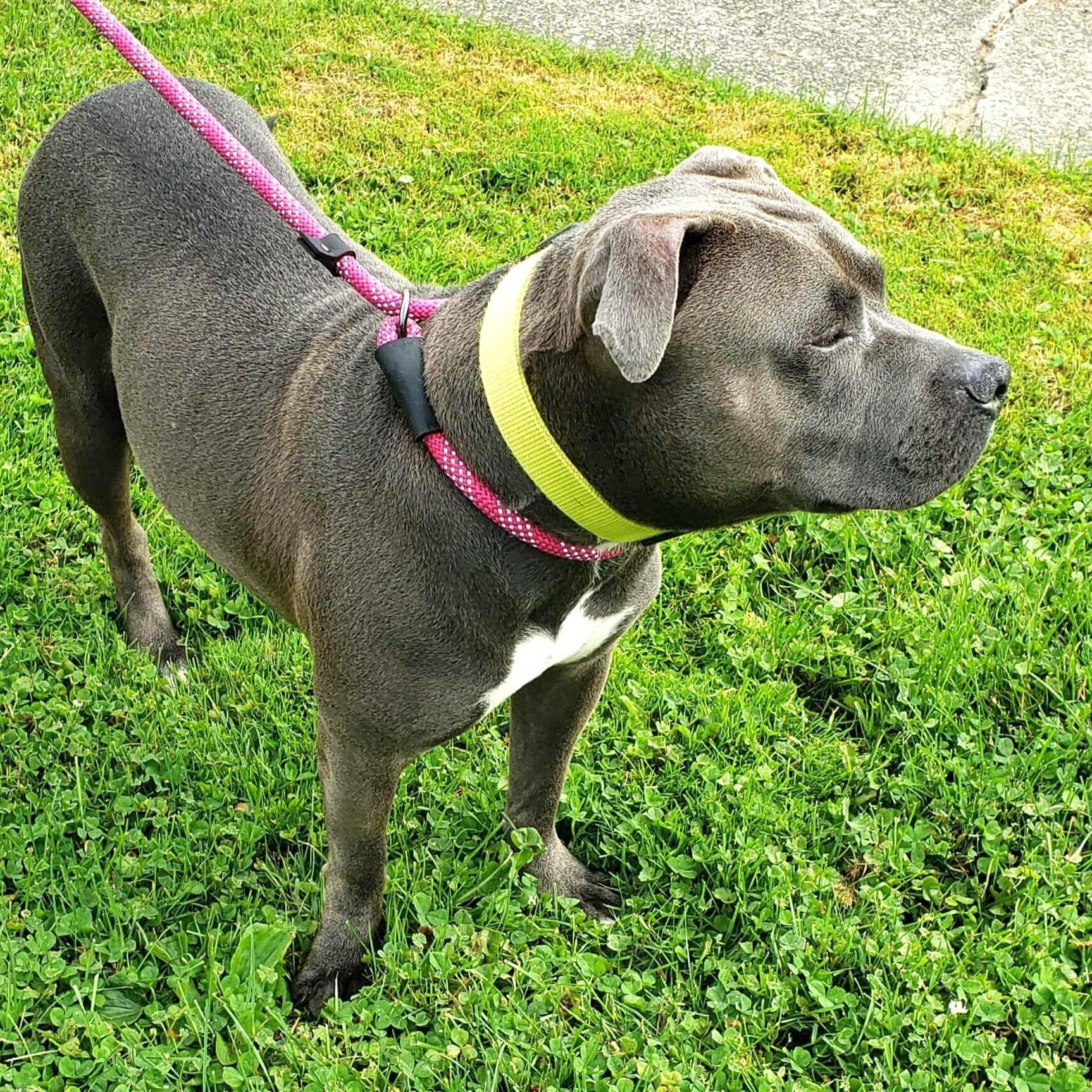 Enlarge CODA, a Adoptable mixed breed in Burton, MI image 4/6