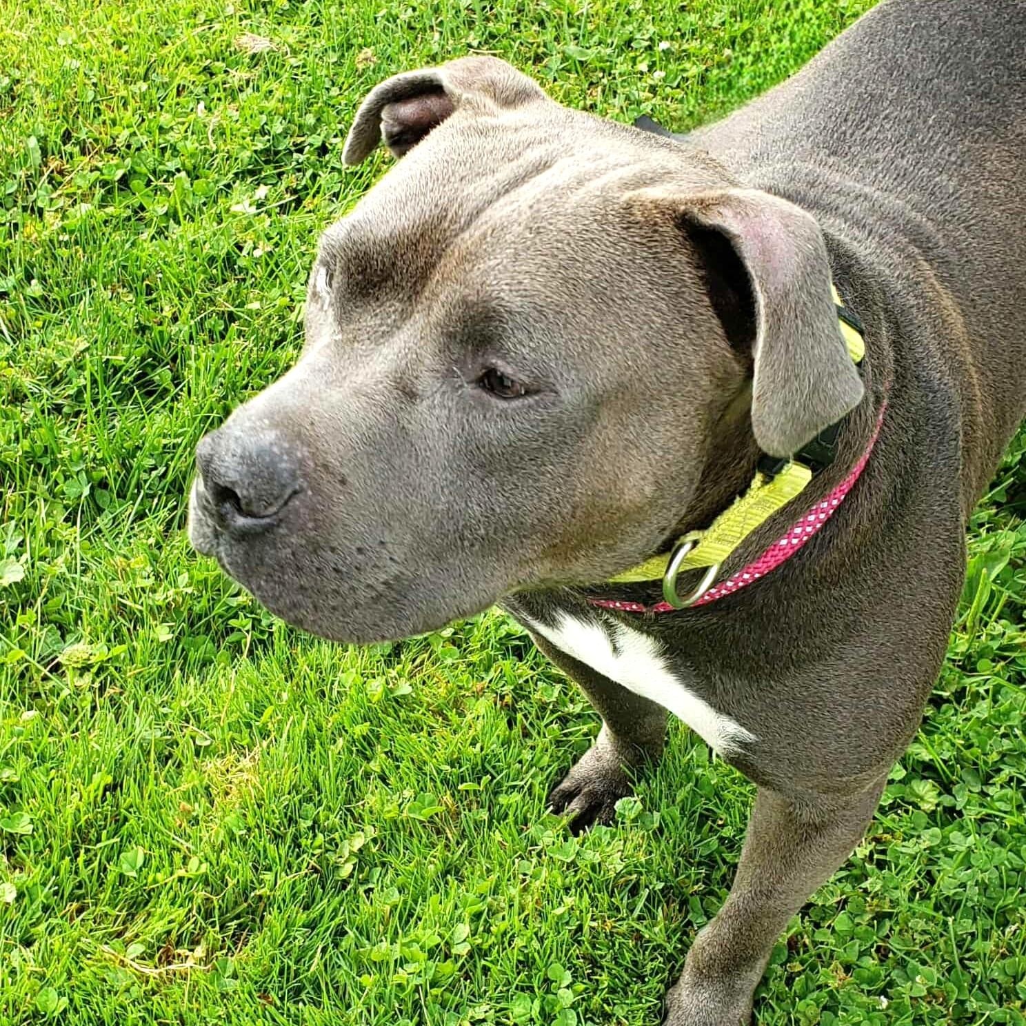 Enlarge CODA, a Adoptable mixed breed in Burton, MI image 6/6