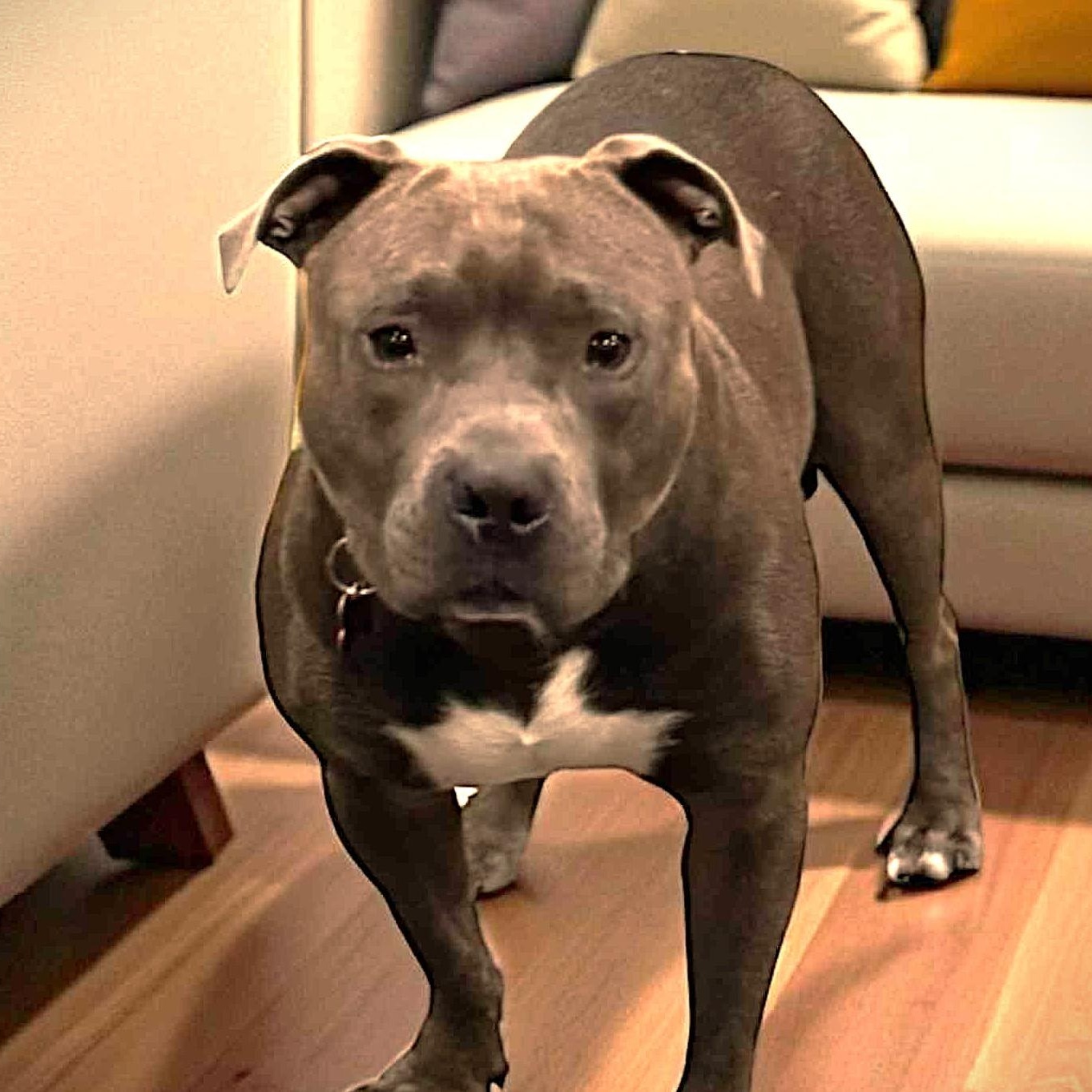 CODA