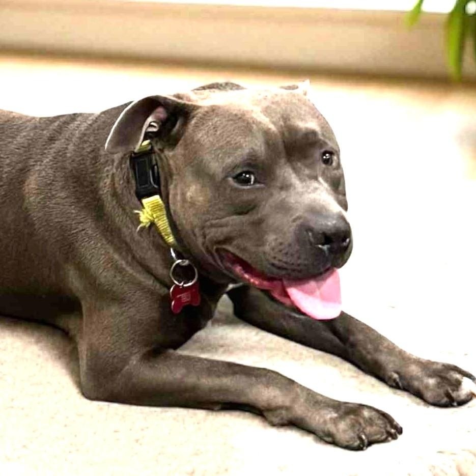 Enlarge CODA, a Adoptable mixed breed in Burton, MI image 5/6