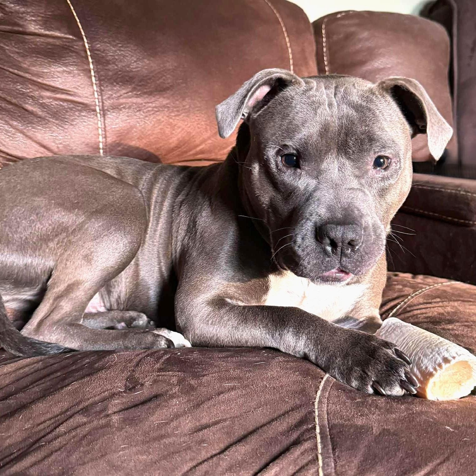 Enlarge CODA, a Adoptable mixed breed in Burton, MI image 2/6