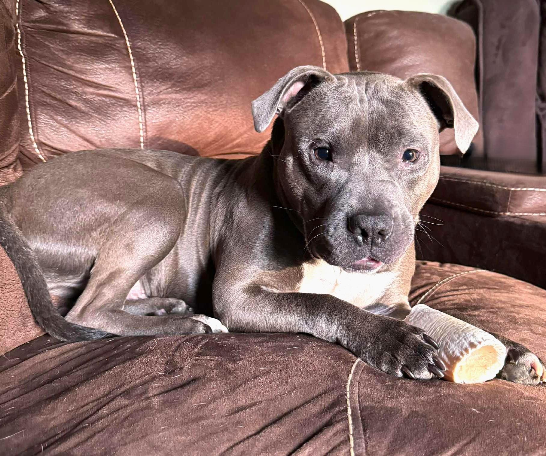 Enlarge CODA, a Adoptable mixed breed in Burton, MI image 3/6