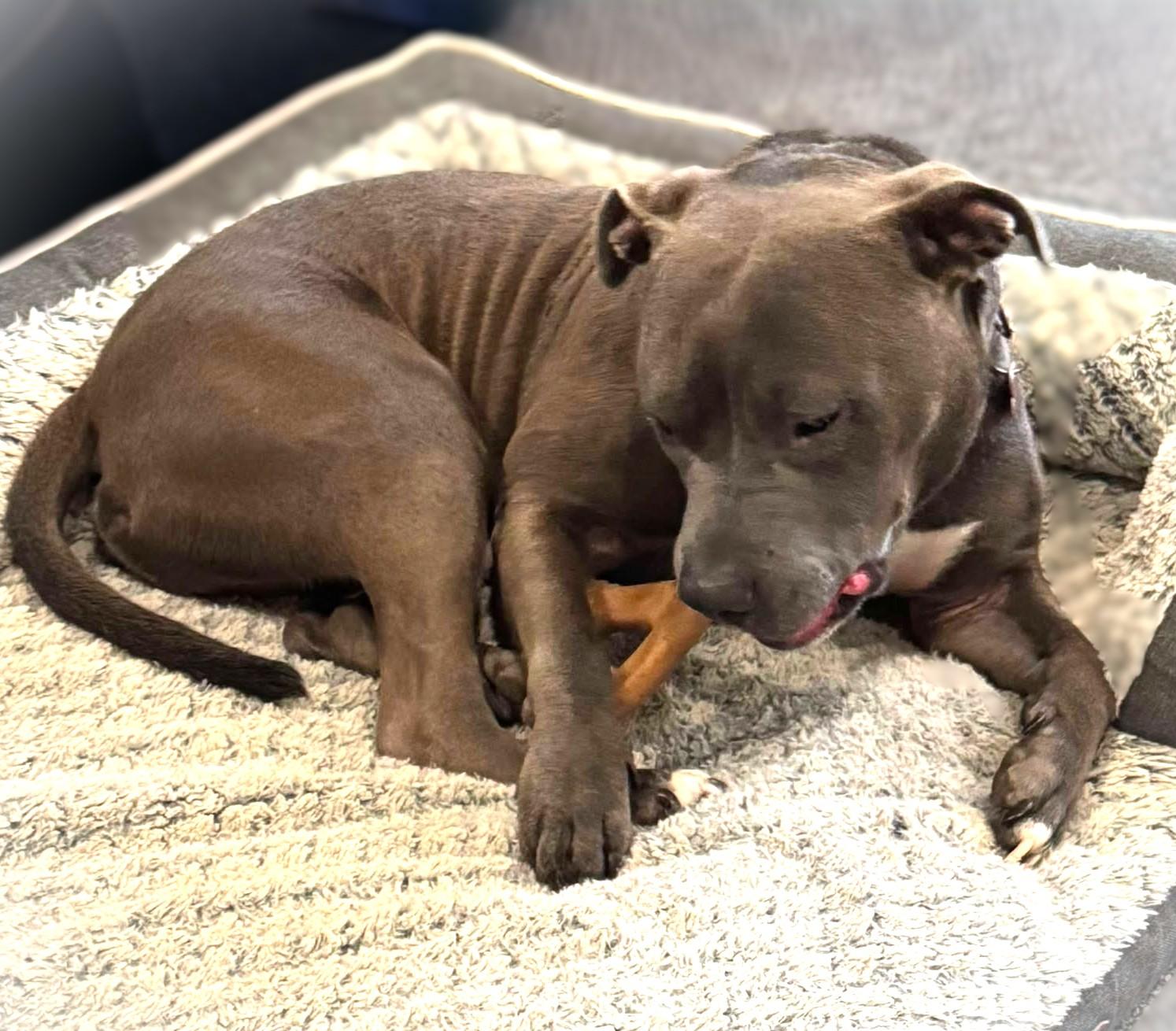 Enlarge CODA, a Adoptable mixed breed in Burton, MI image 1/6