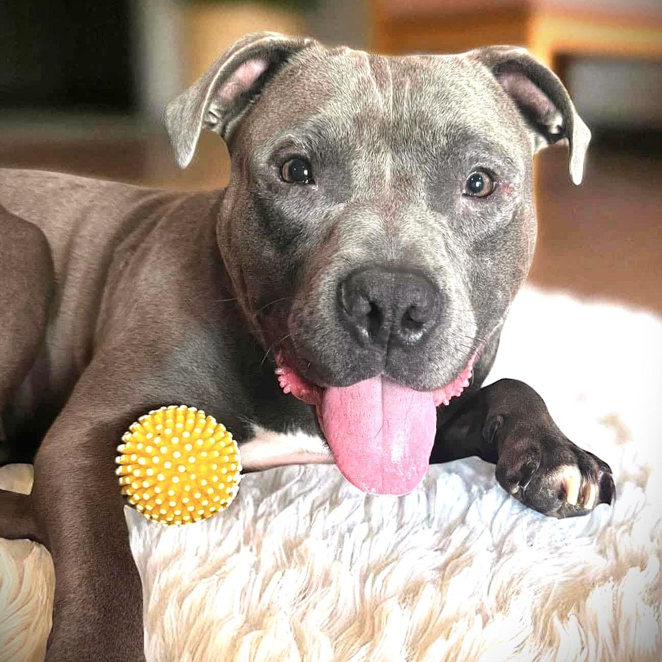 Enlarge CODA, a Adoptable mixed breed in Burton, MI image 2/6