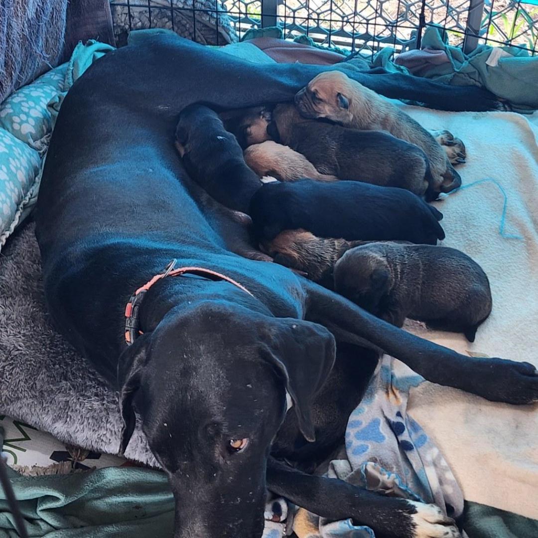 Enlarge Bella's 12 Puppies, a Adoptable mixed breed in Houston, TX image 2/2