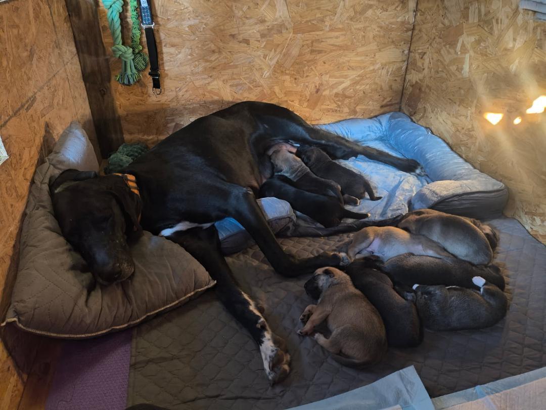 Bella's 12 Puppies, Adoptable, Puppy Male Great Dane & German Shepherd Dog.