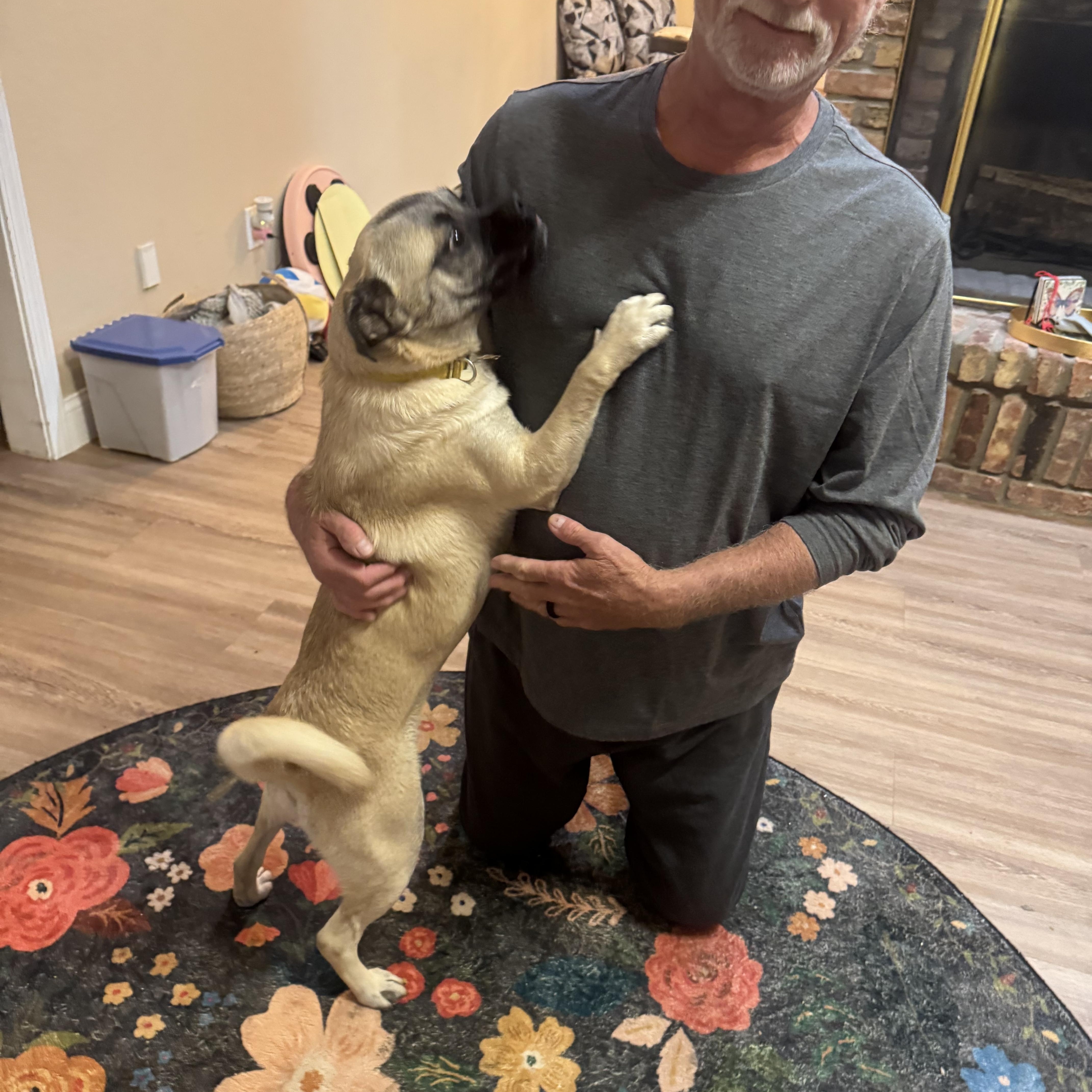 Billy, a Adopted Chug in AMARILLO, TX image 3/6