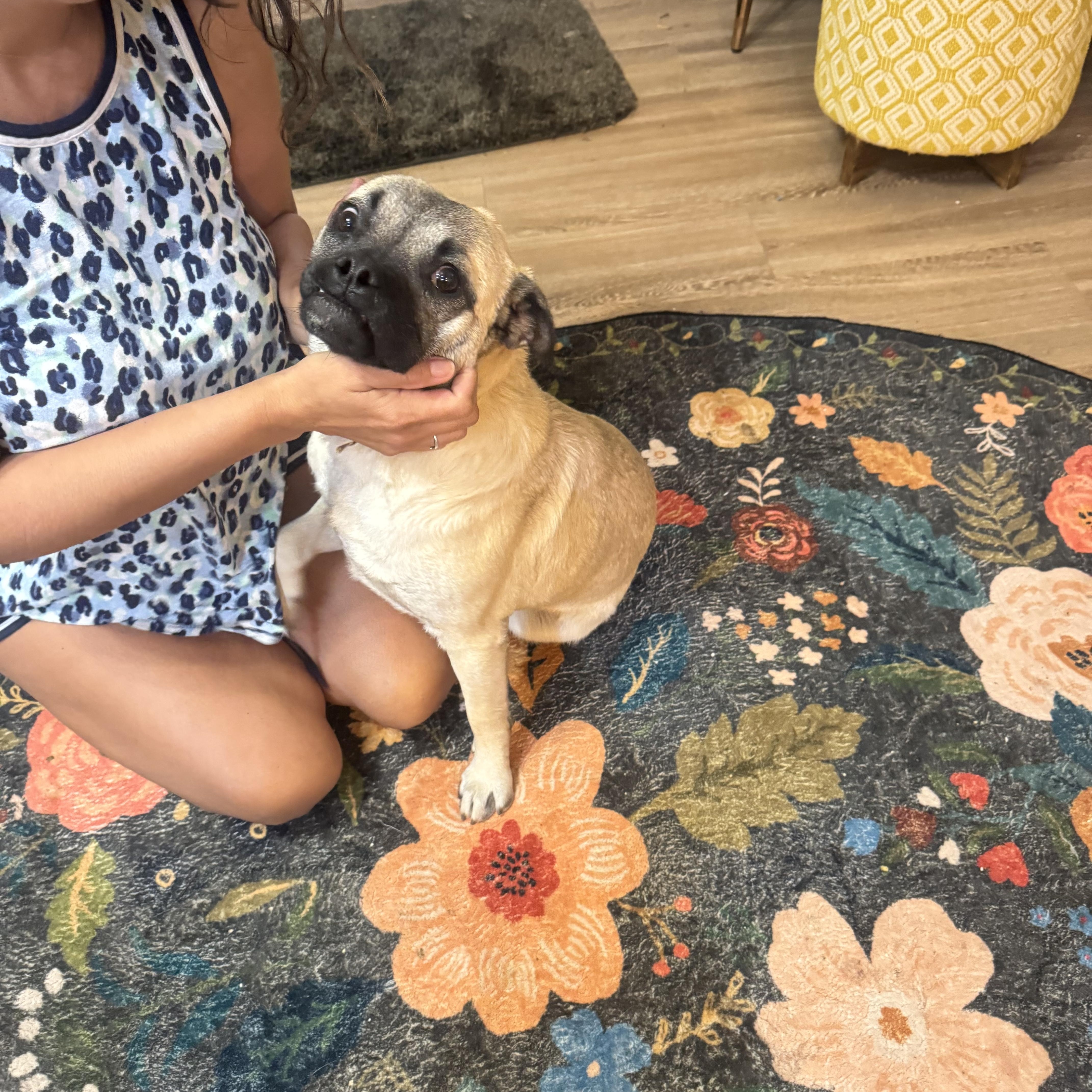 Billy, a Adopted Chug in AMARILLO, TX image 5/6