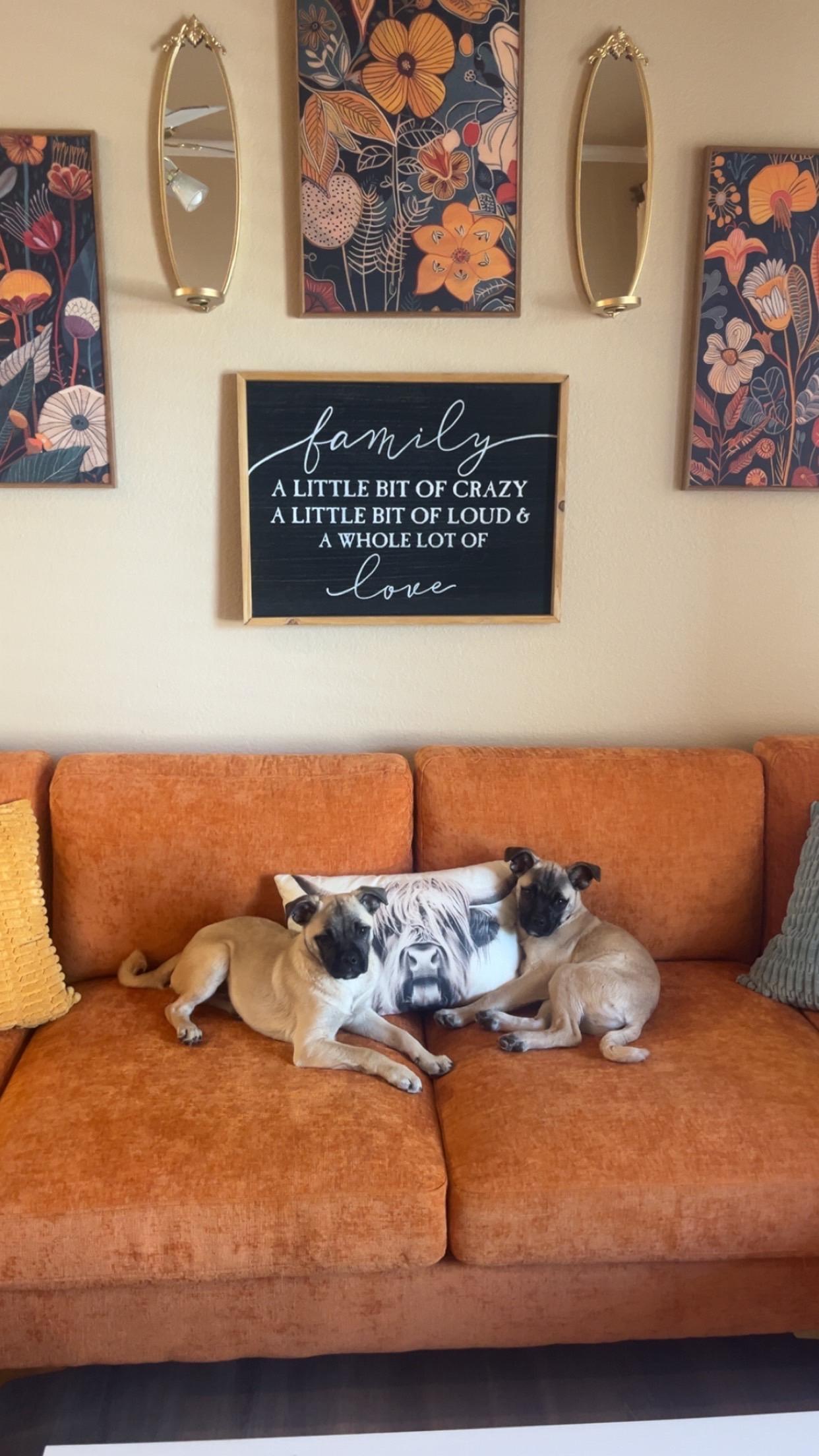 Billy, a Adopted Chug in AMARILLO, TX image 1/6