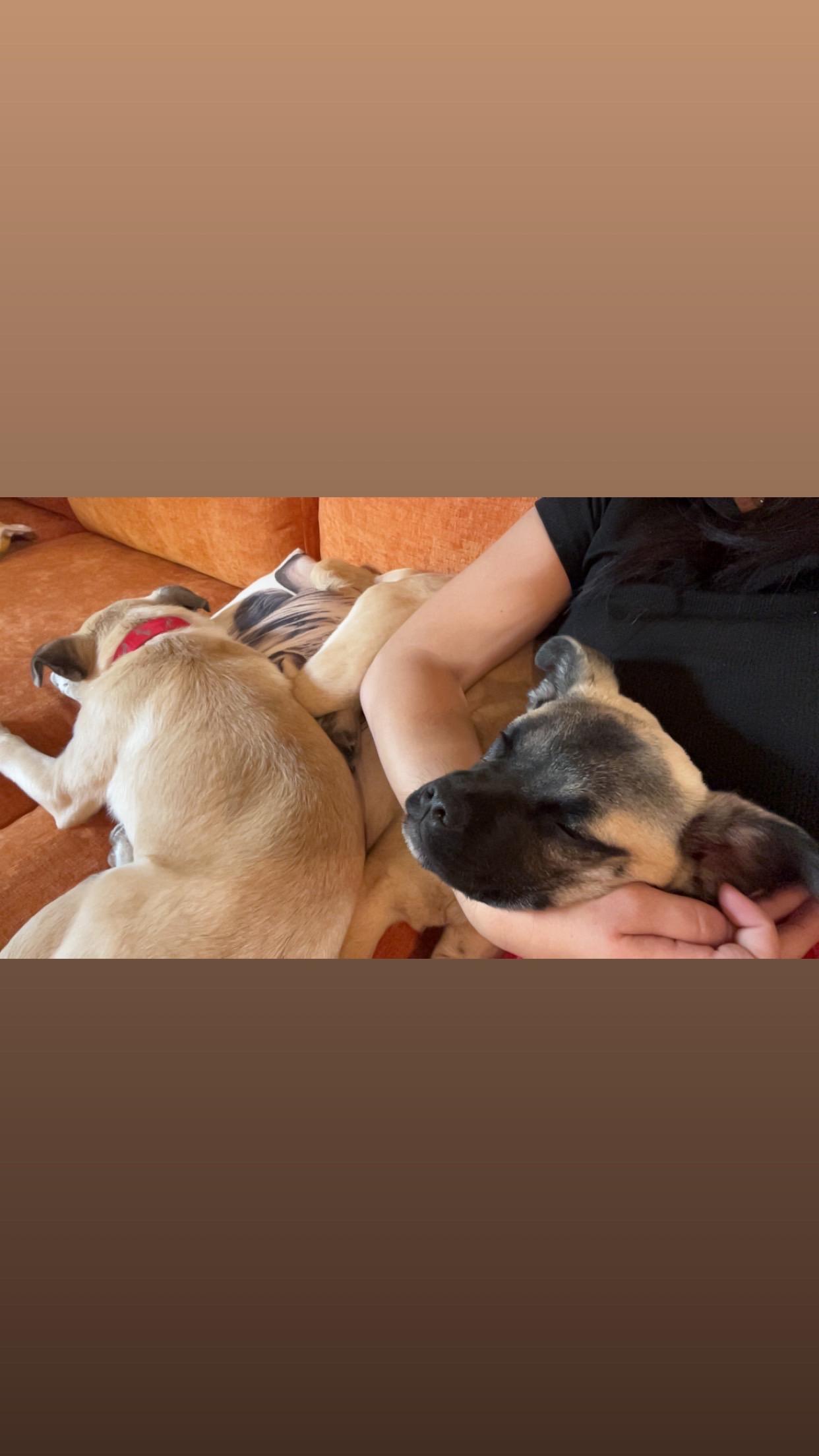 Billy, a Adopted Chug in AMARILLO, TX image 6/6