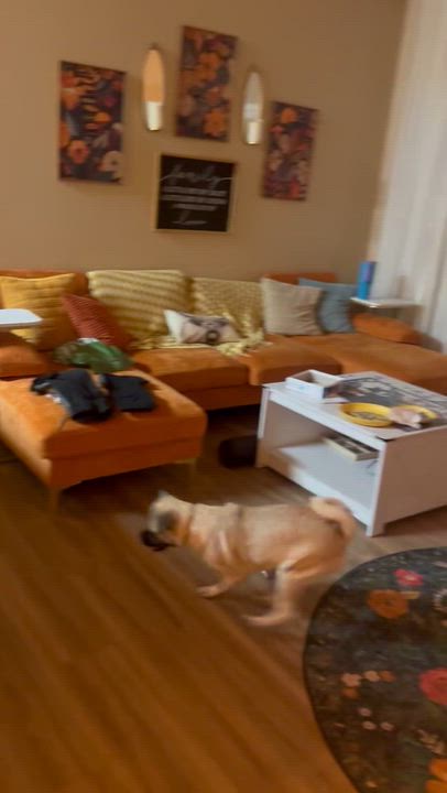 Enlarge Billy, a Adopted Chug in AMARILLO, TX video 2/6