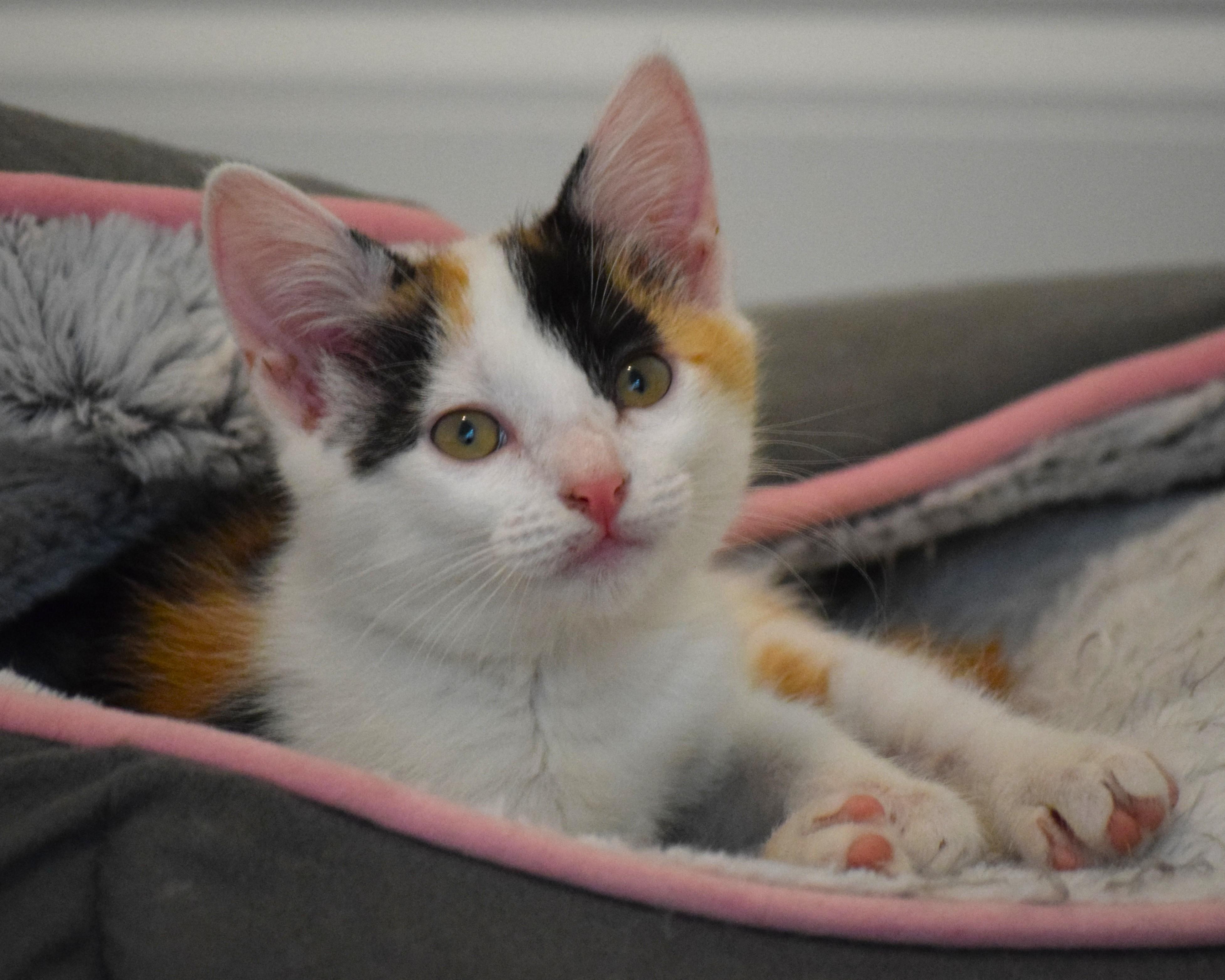 Enlarge Trudy - ADOPTION PENDING, a Adoptable Calico in Mt Pleasant, SC image 4/6