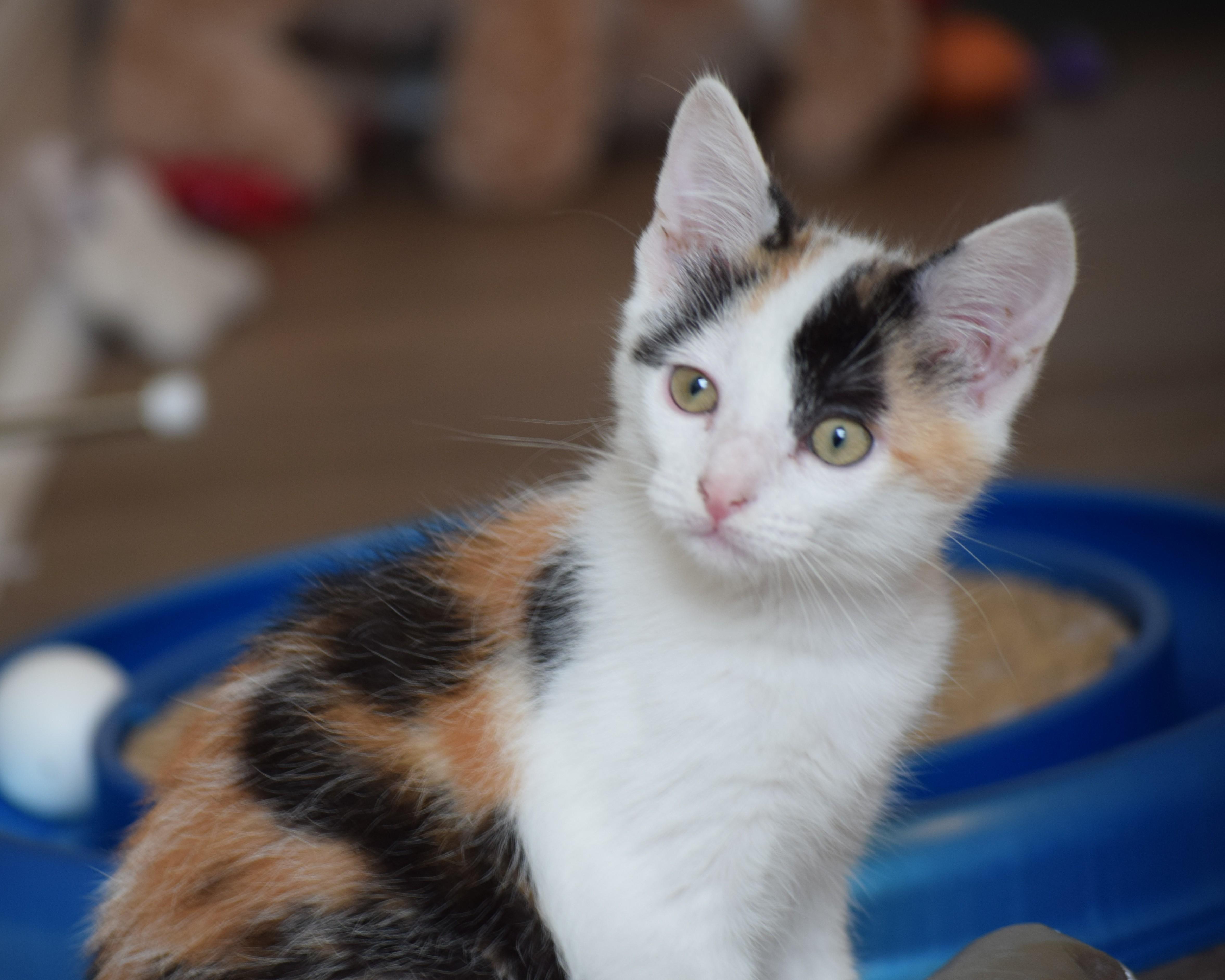 Enlarge Trudy - ADOPTION PENDING, a Adoptable Calico in Mt Pleasant, SC image 3/6