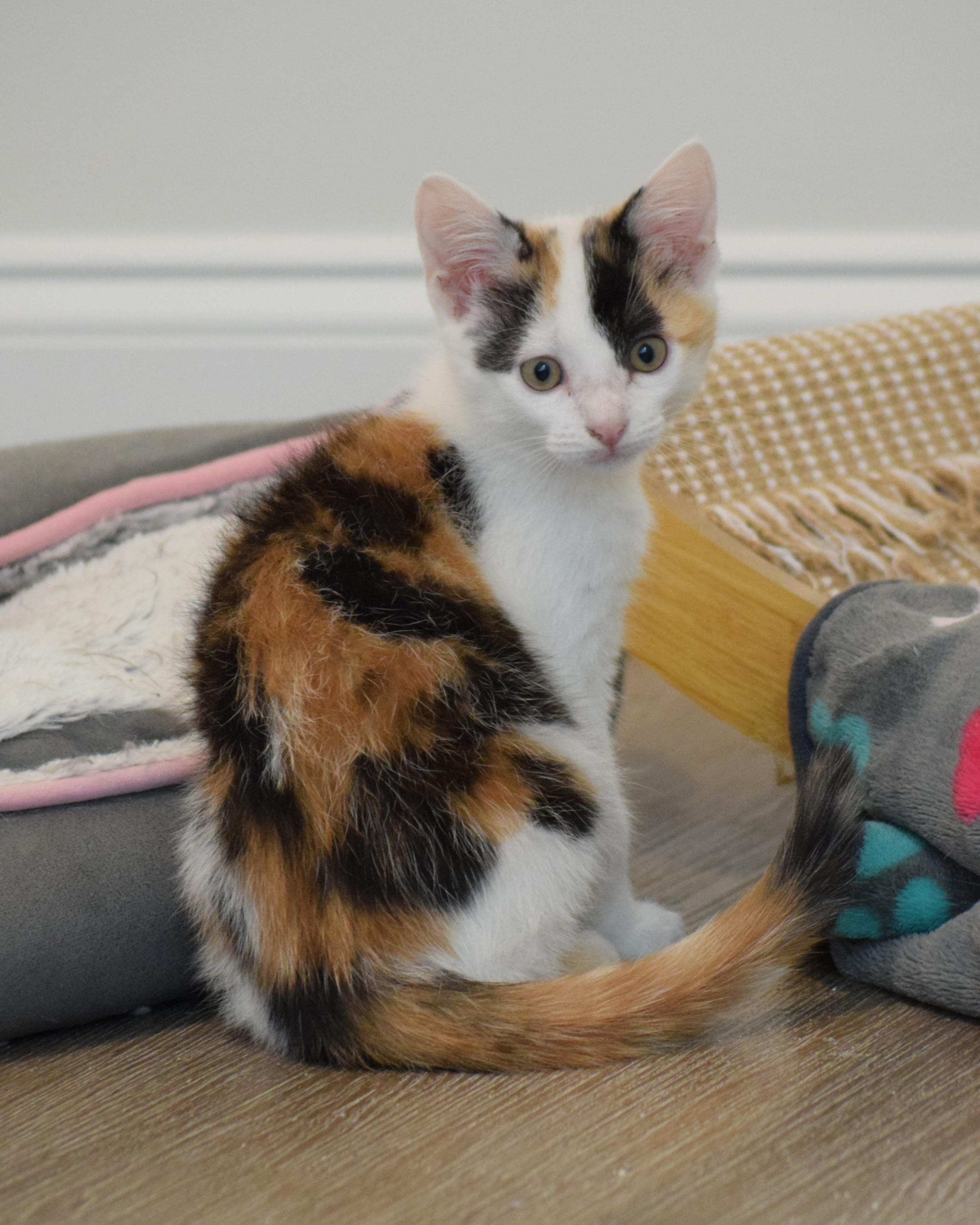 Enlarge Trudy - ADOPTION PENDING, a Adoptable Calico in Mt Pleasant, SC image 2/6