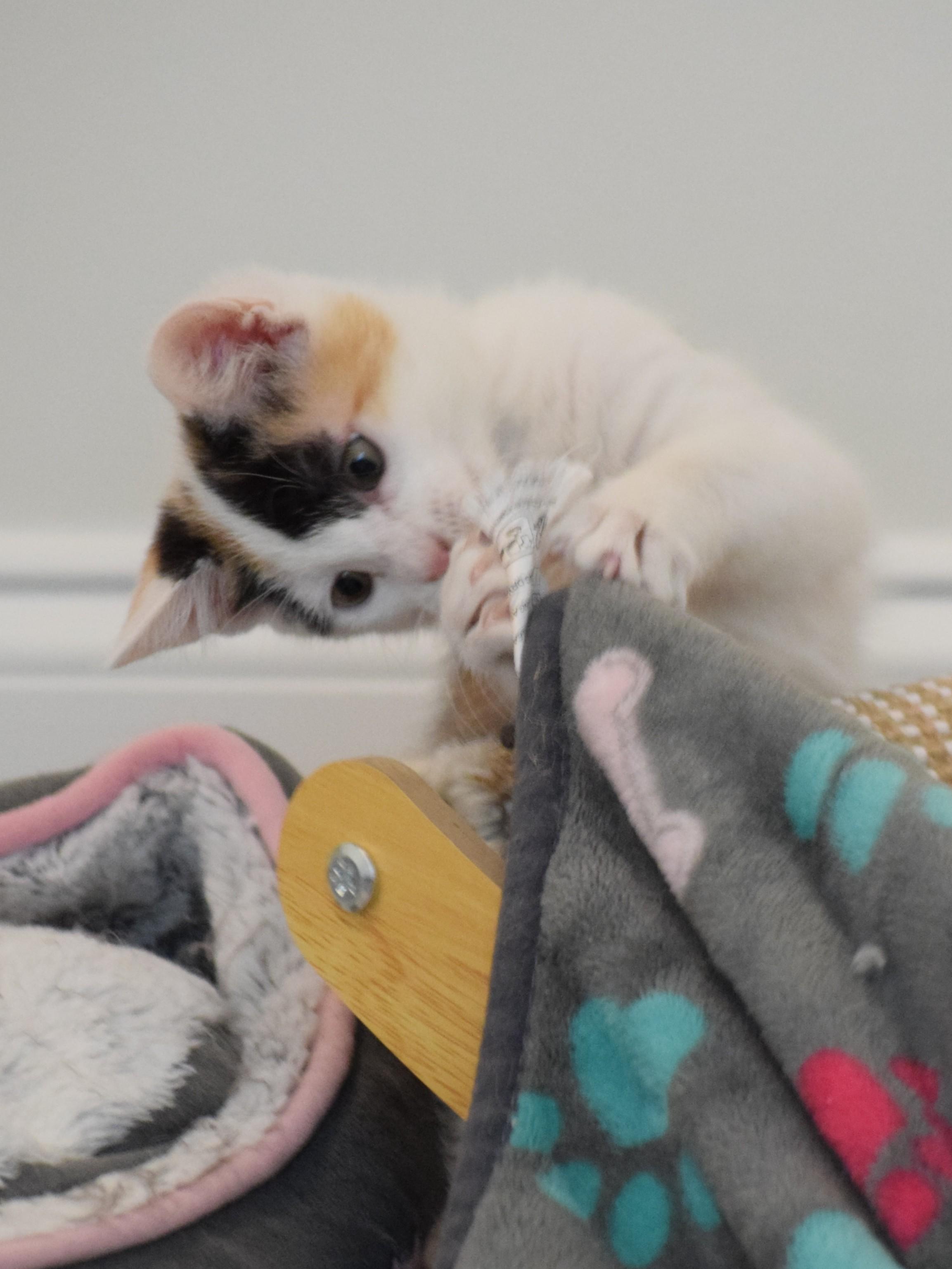 Enlarge Trudy - ADOPTION PENDING, a Adoptable Calico in Mt Pleasant, SC image 5/6