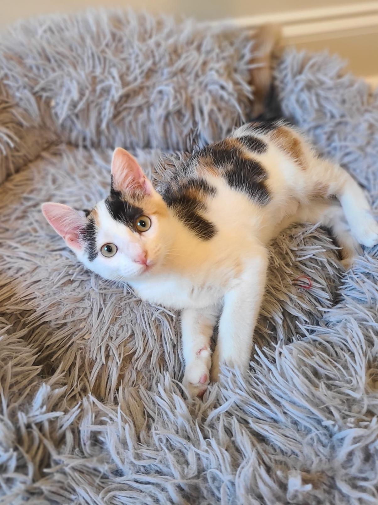 Trudy - ADOPTION PENDING, Adoptable, Kitten Female Calico.