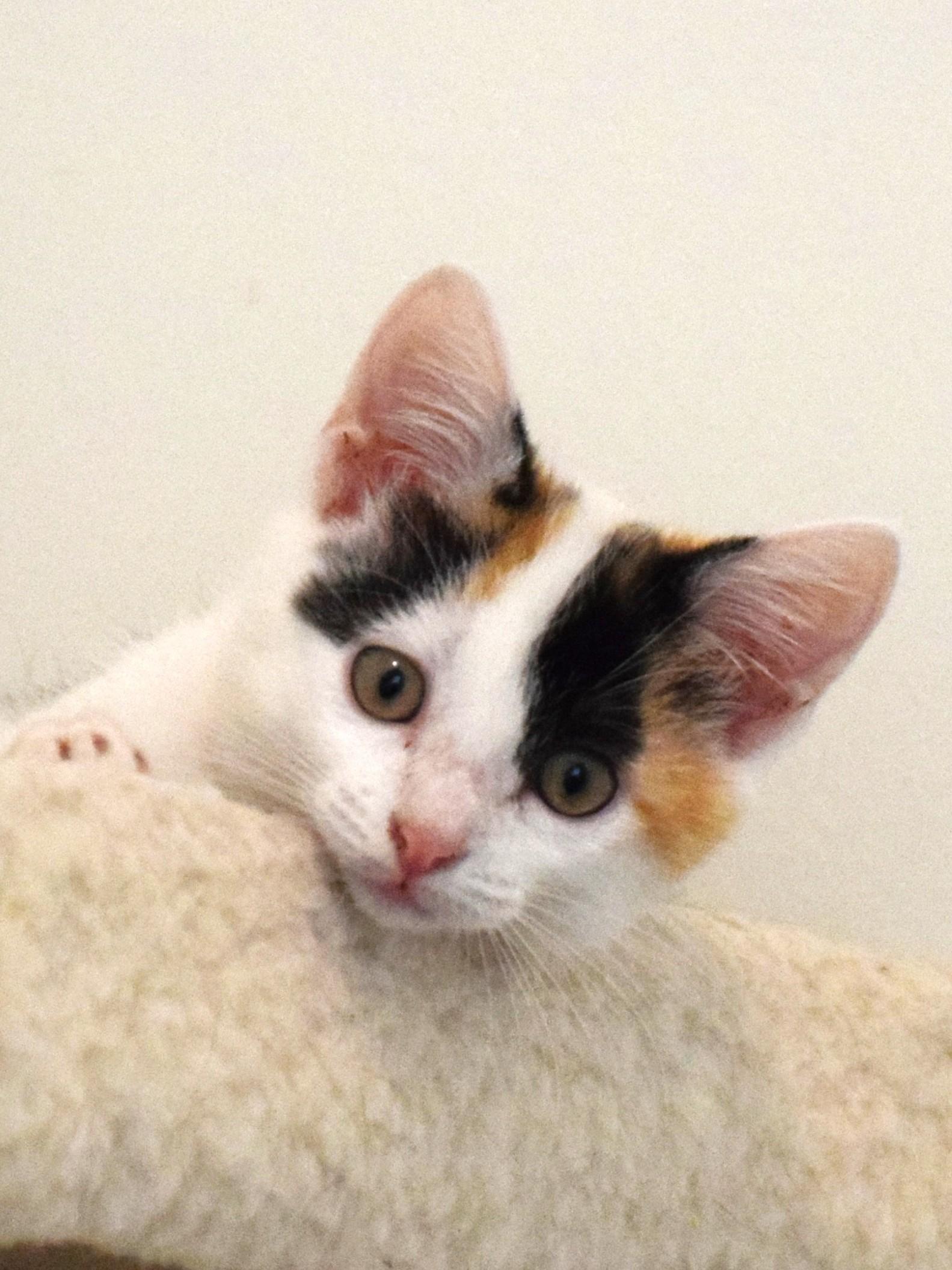 Enlarge Trudy - ADOPTION PENDING, a Adoptable Calico in Mt Pleasant, SC image 6/6
