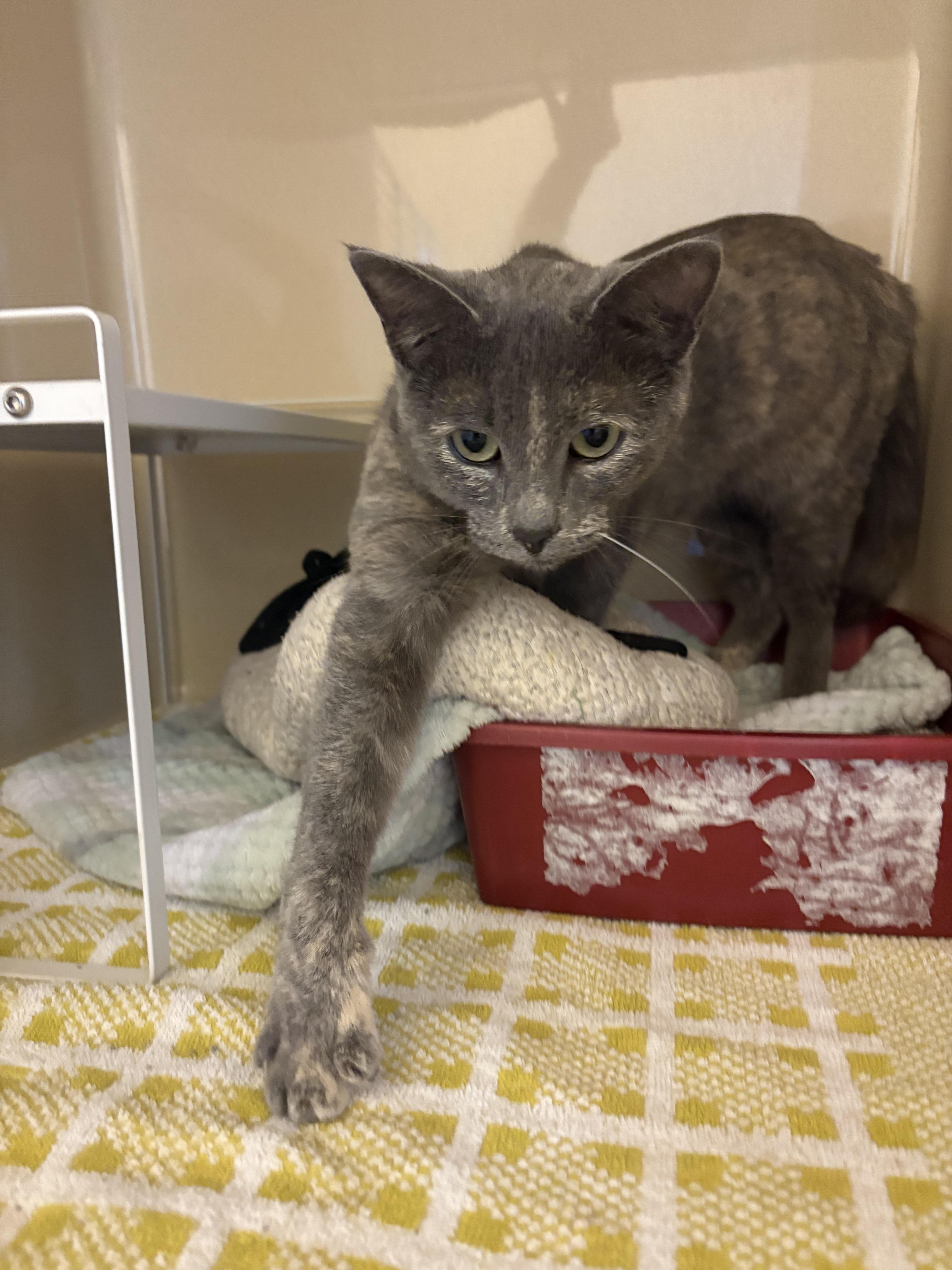 Stray Cat, an adoptable Domestic Short Hair in Hays, KS, 67601 | Photo Image 3