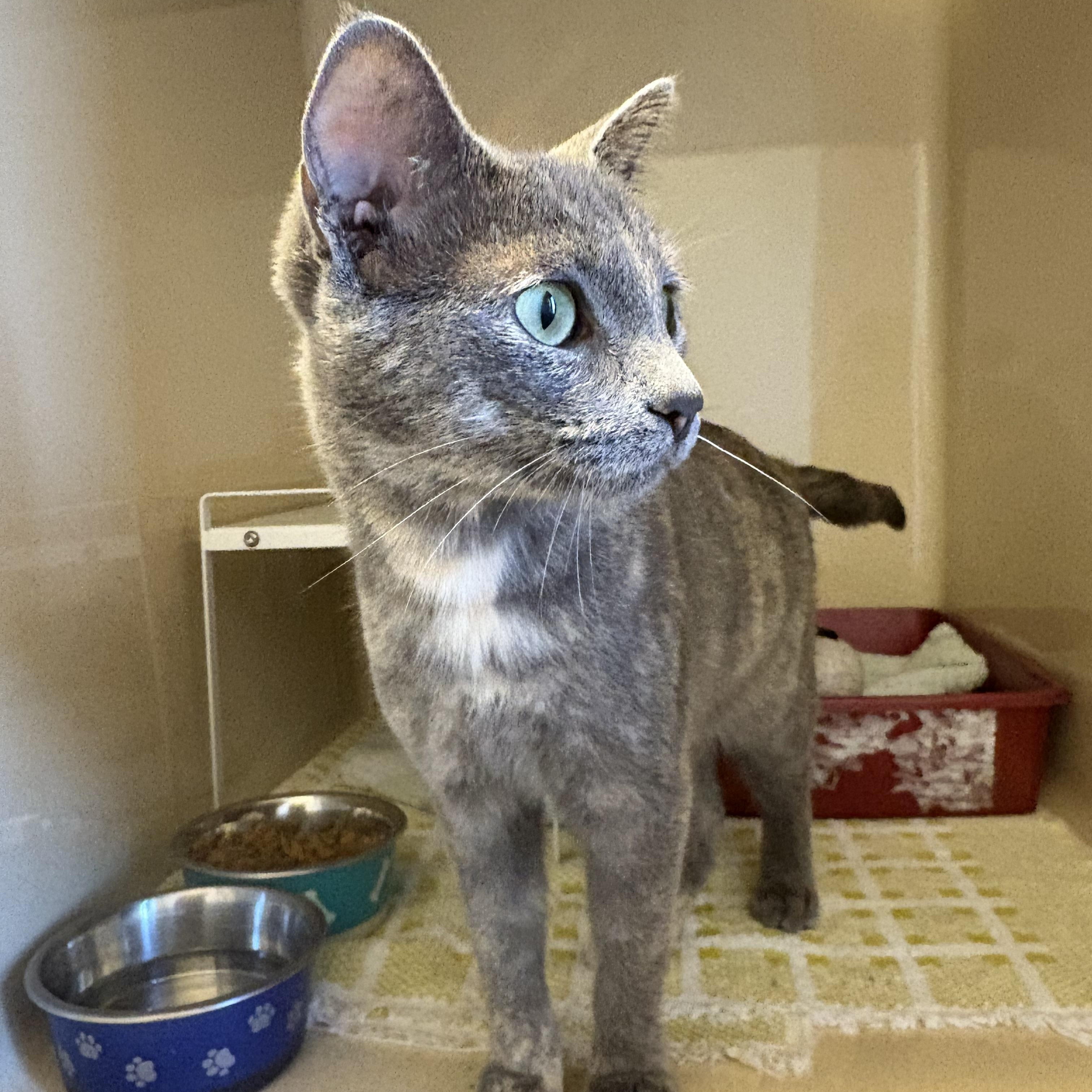 Stray Cat, an adoptable Domestic Short Hair in Hays, KS, 67601 | Photo Image 1