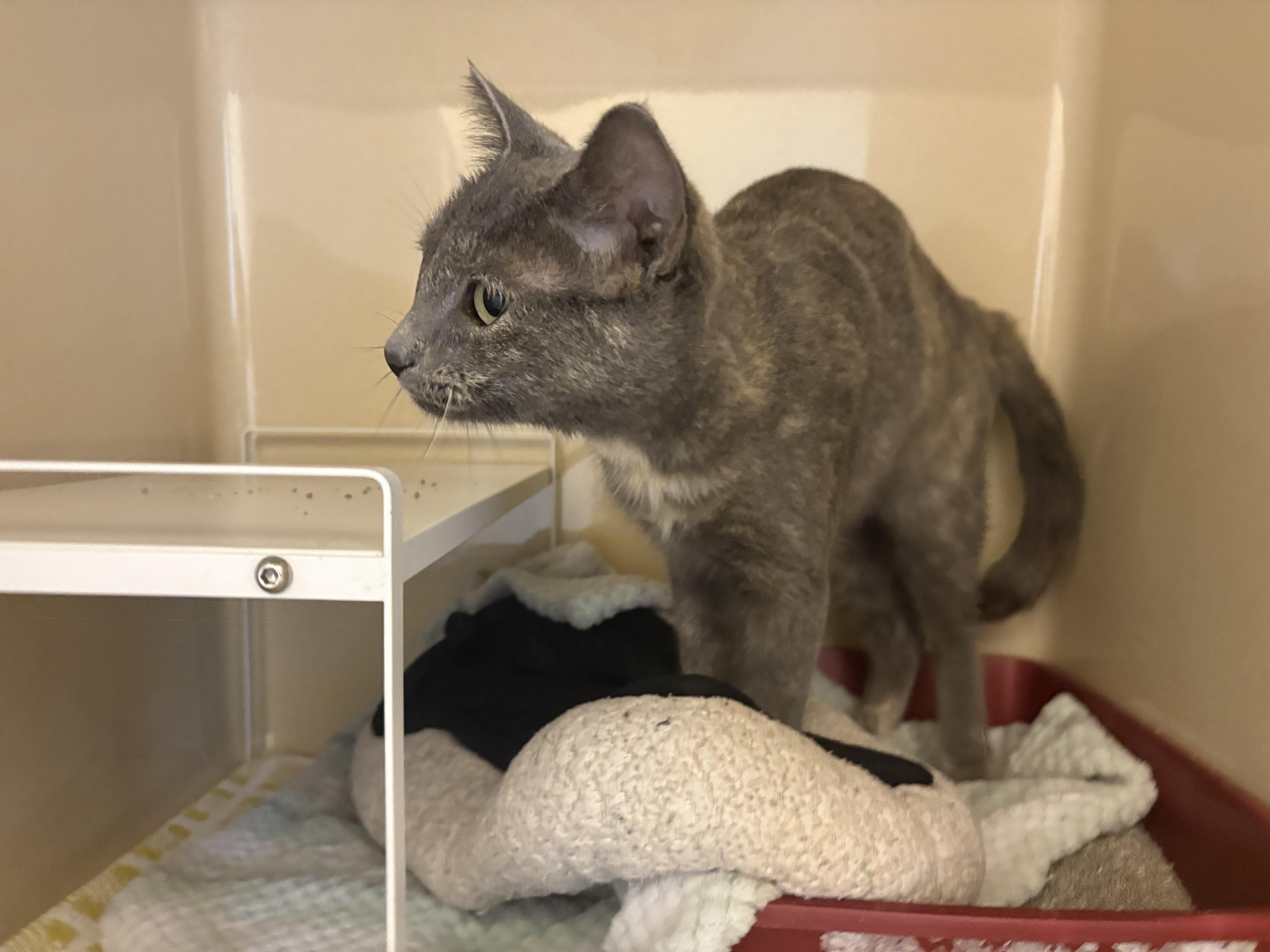 Stray Cat thumbnail 4