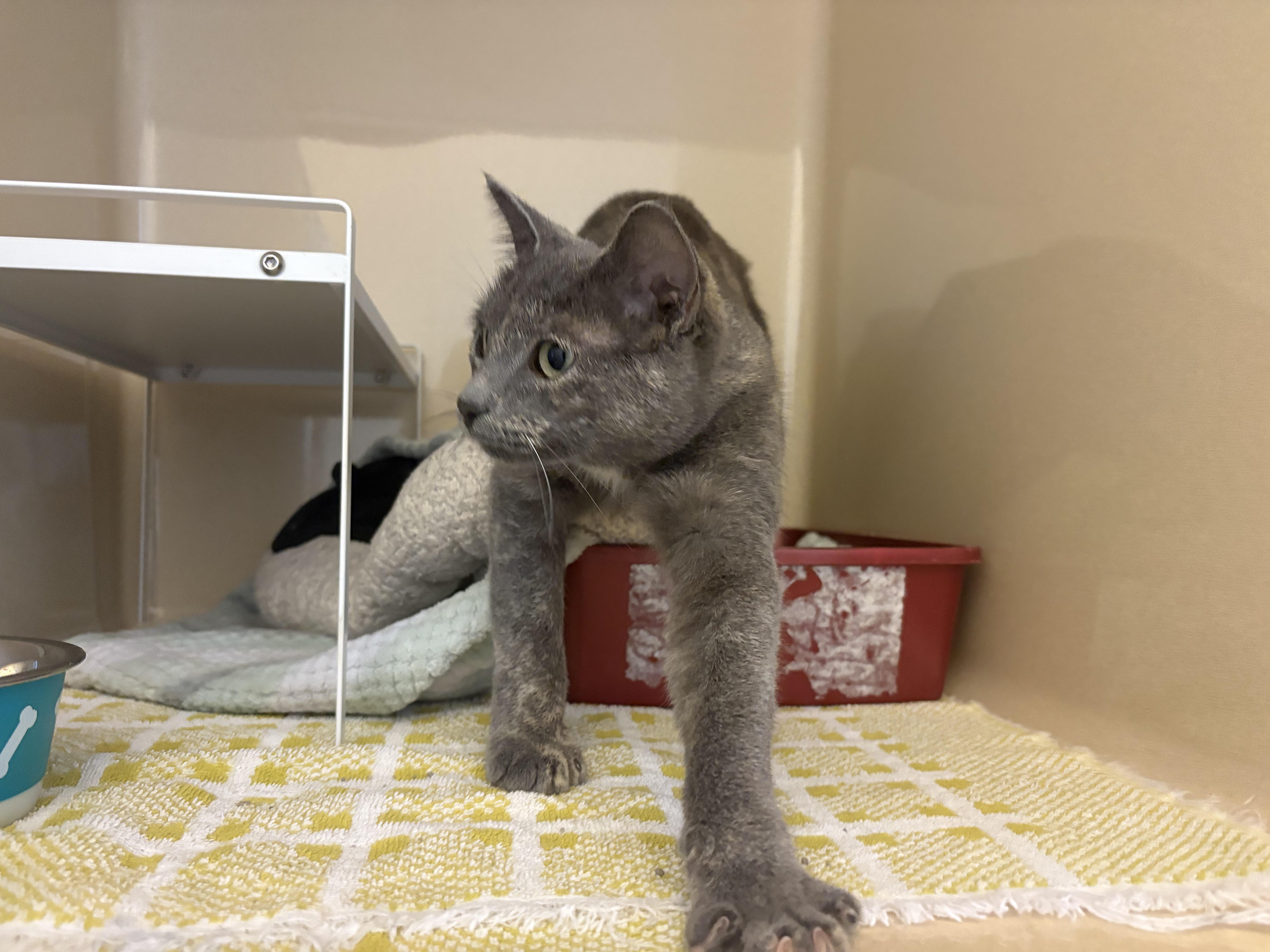 Stray Cat, an adoptable Domestic Short Hair in Hays, KS, 67601 | Photo Image 2