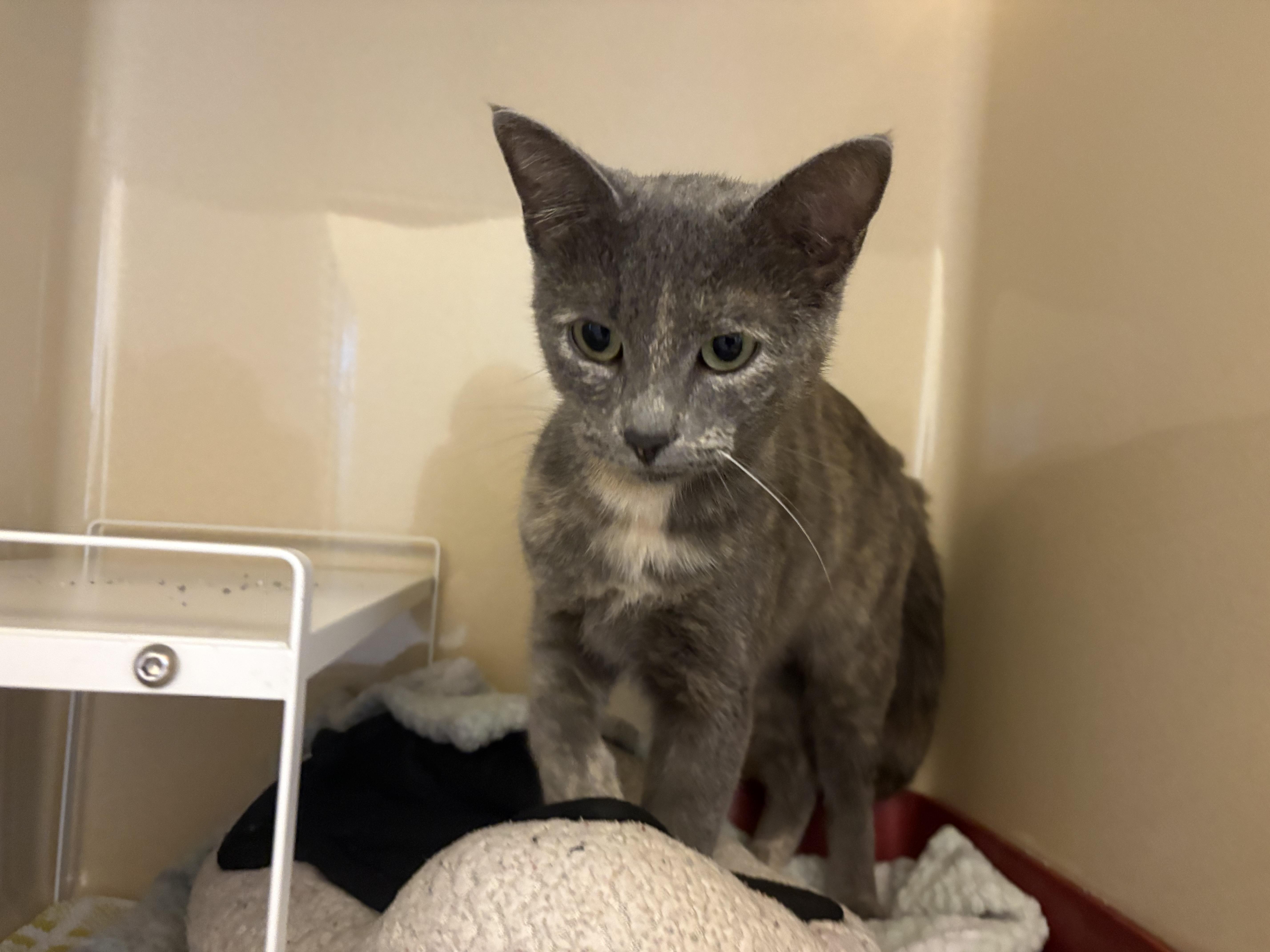 Stray Cat, an adoptable Domestic Short Hair in Hays, KS, 67601 | Photo Image 6