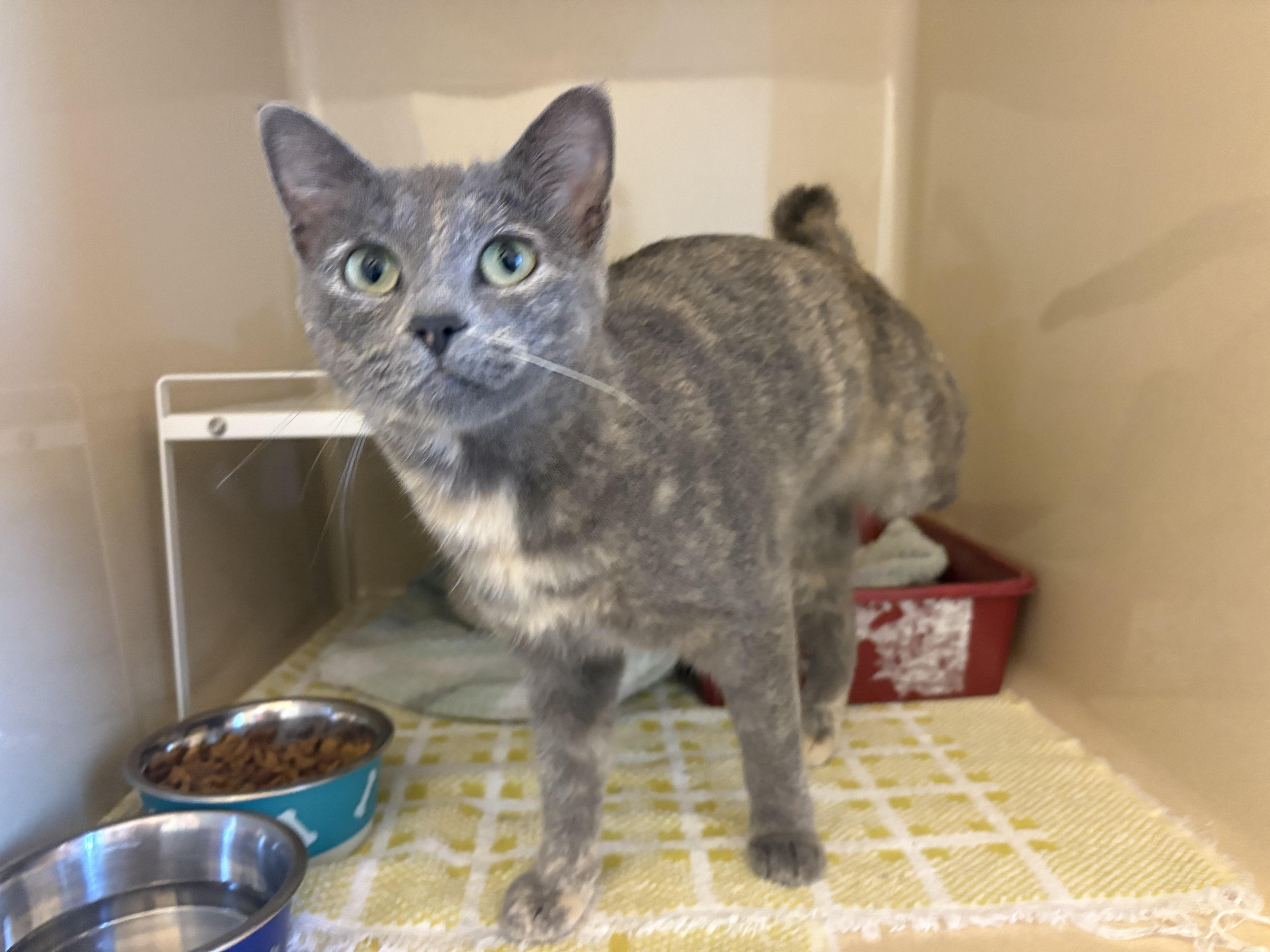 Stray Cat, an adoptable Domestic Short Hair in Hays, KS, 67601 | Photo Image 5
