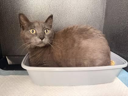 Enlarge Smokey, a ADOPTABLE Domestic Short Hair in West Des Moines, IA image 1/1