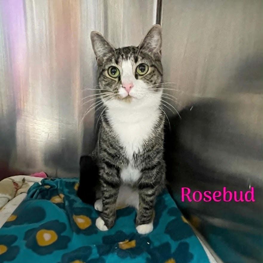 Rosebud, Adoptable, Young Female Domestic Short Hair.