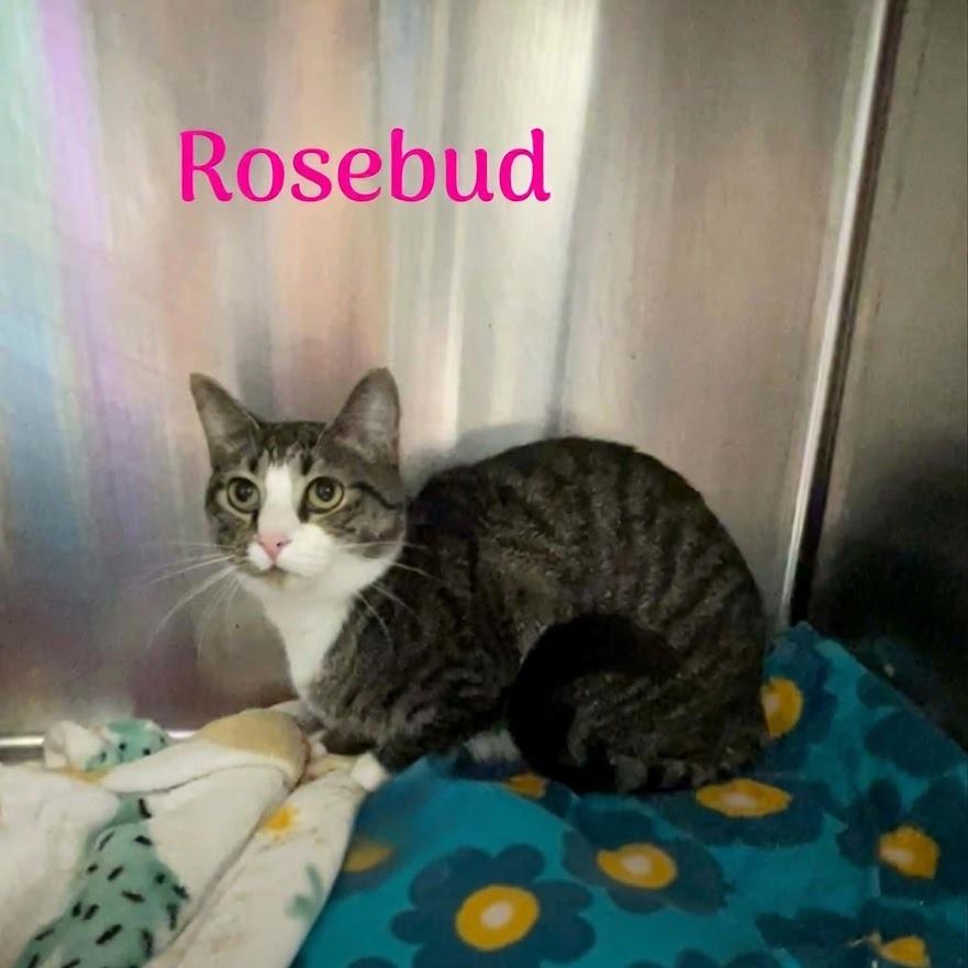 Enlarge Rosebud, a Adoptable Domestic Short Hair in Oak Ridge, TN image 2/3