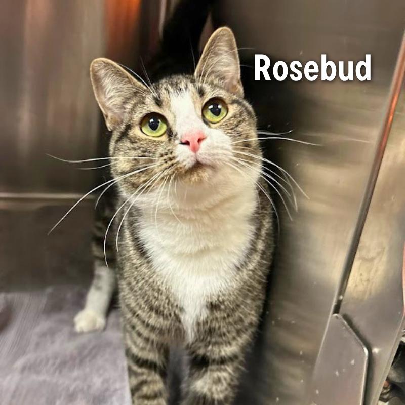Enlarge Rosebud, a Adoptable Domestic Short Hair in Oak Ridge, TN image 3/3