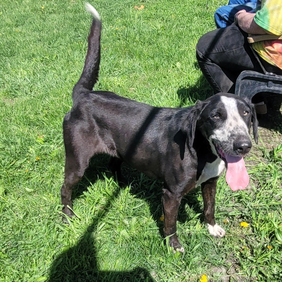 Petey, a Adoptable Mixed Breed in Clarion, IA image 4/6