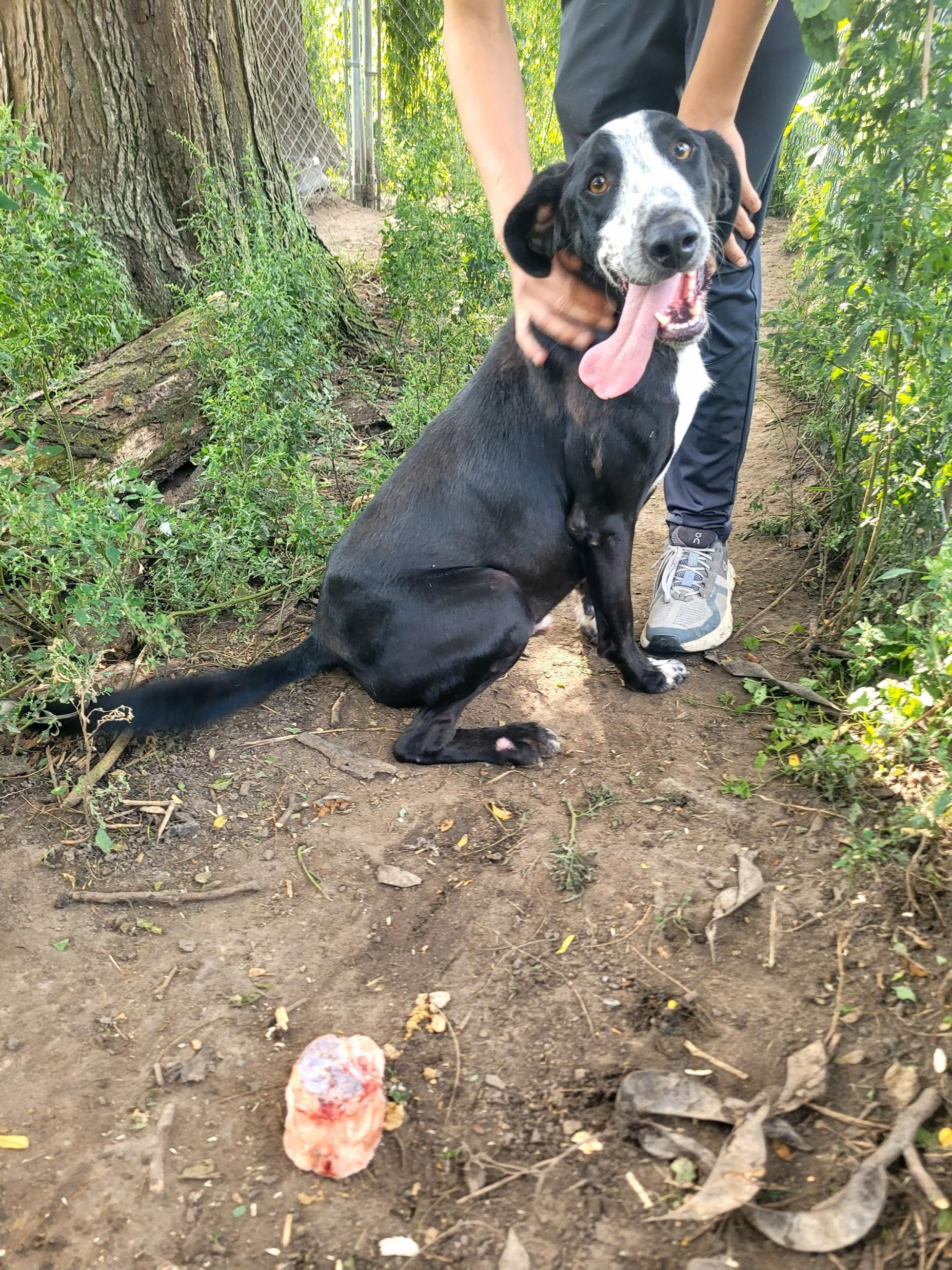 Petey, Adoptable, Young Male Mixed Breed.